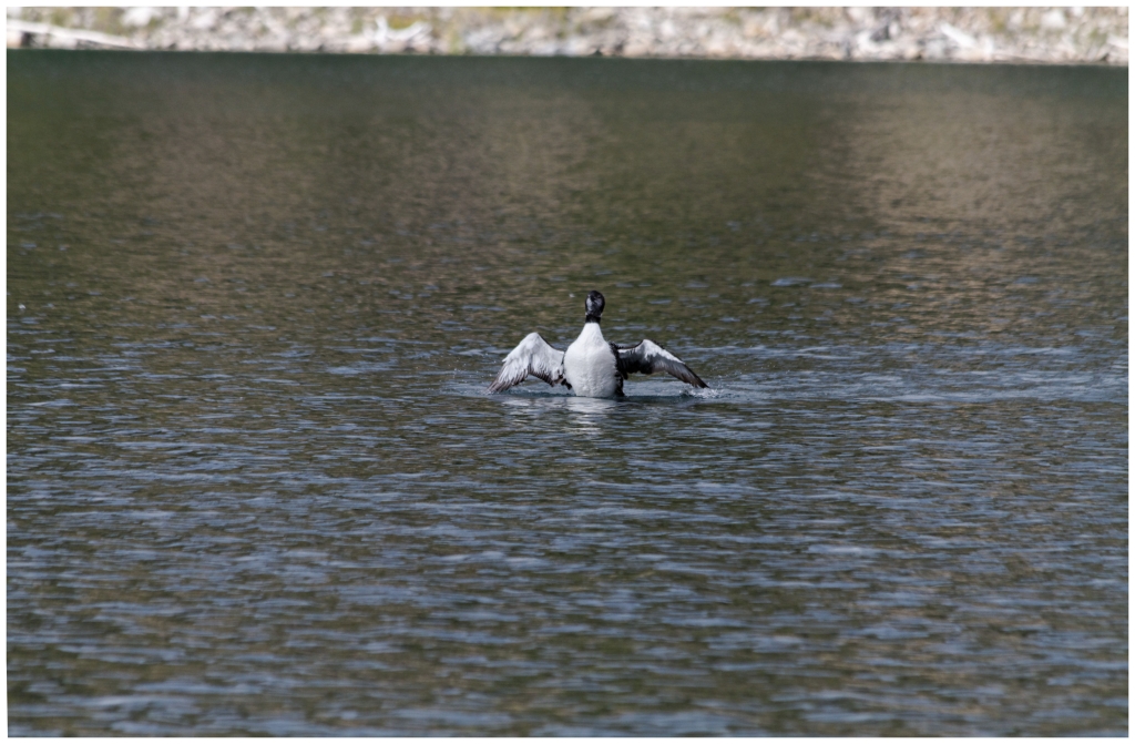 05 - Jasper NP (29).jpg